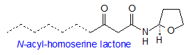 N-acylhomoserine lactone