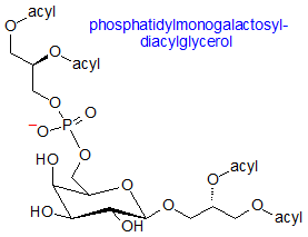 phosphatidylmonogalactosyldiacylglycerol