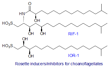 Inducer/inhibitors of rosette formation in Choanoflagellates
