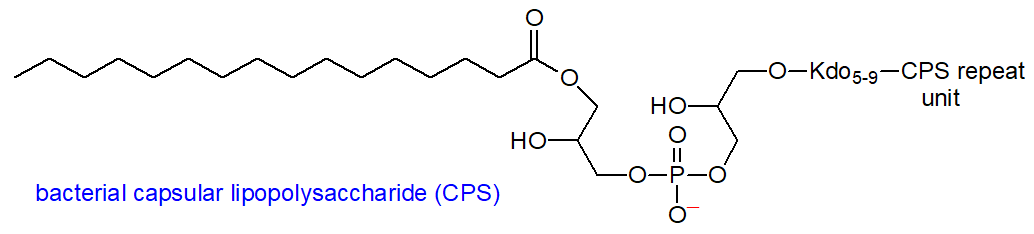 Formula of a bacterial capsular lipopolysaccharide