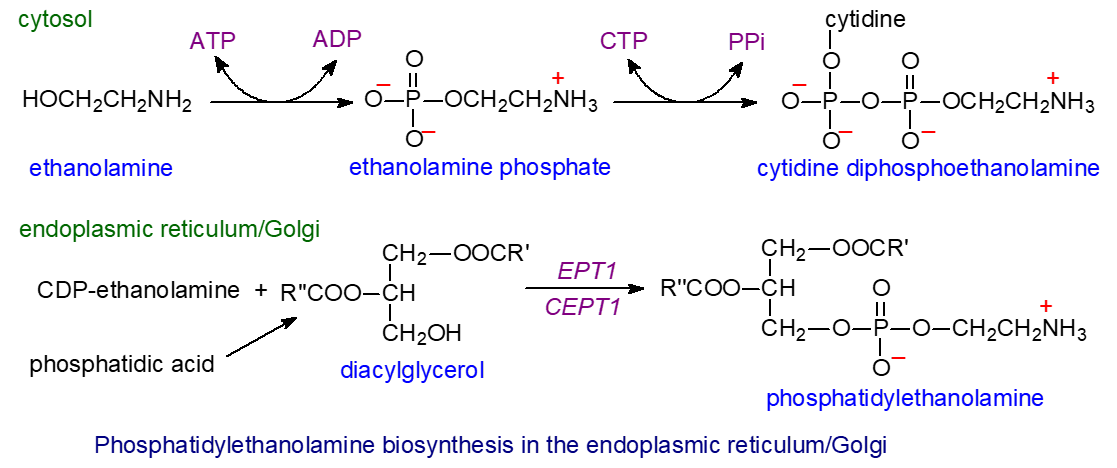 Main pathway of phosphatidylethanolamine biosynthesis