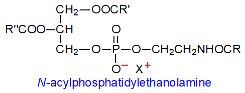 Formula of N-acyl phosphatidylethanolamine