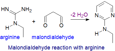 Reaction of malondialdehyde with arginine