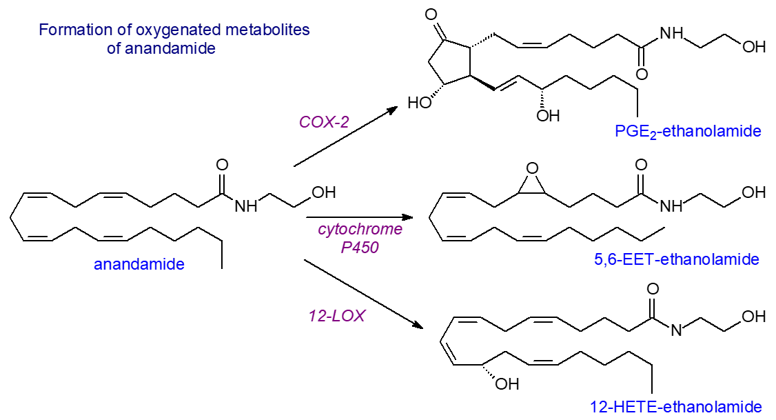 Oxygenated metabolites of anandamide