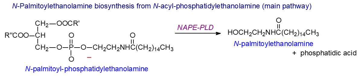 Biosynthesis of N-palmitoylethanolamine