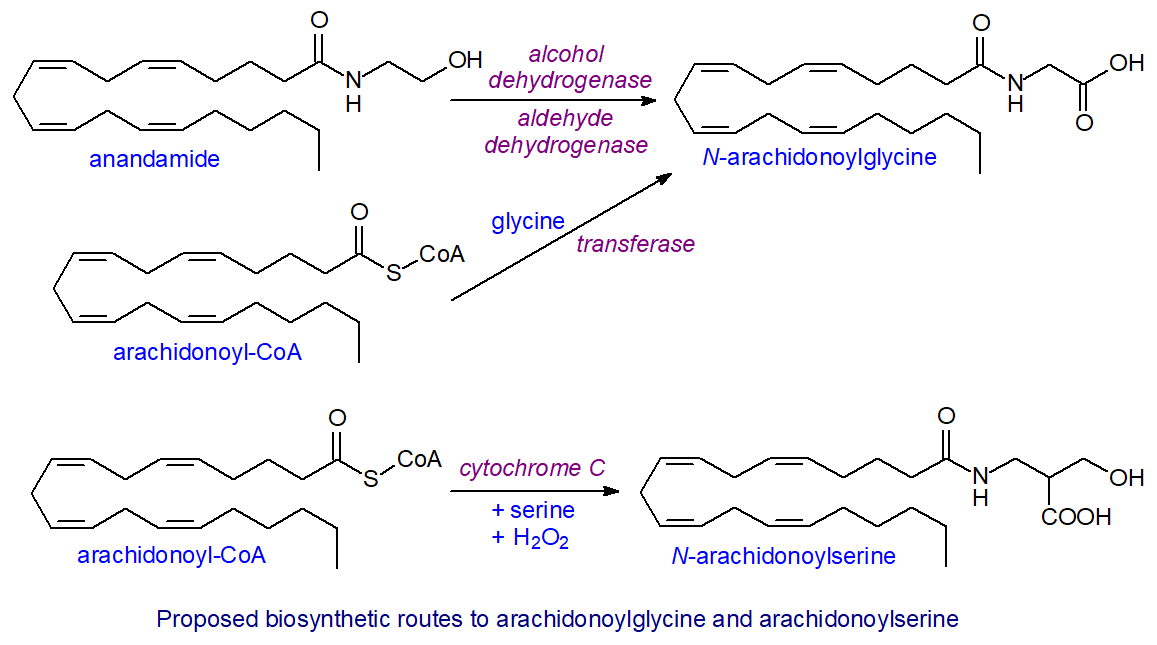 Biosynthesis of N-arachidonoyl glycine/serine