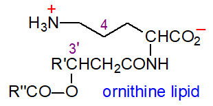 Formula of an ornithine lipid