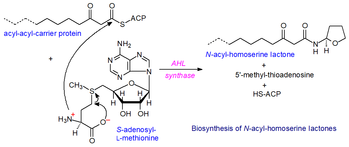 Biosynthesis of an N-acyl-homoserine lactone