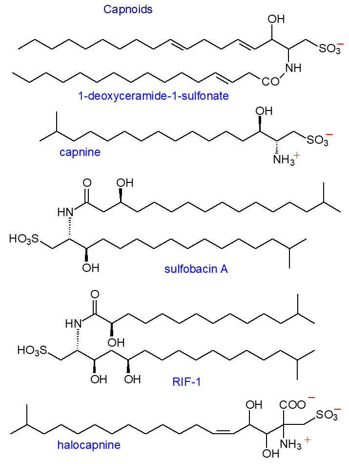 Biosynthesis of capnine