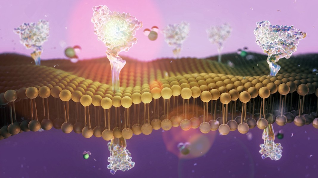 Stylised image of a cell membrane