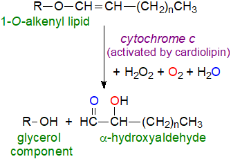 Plasmalogen catabolism