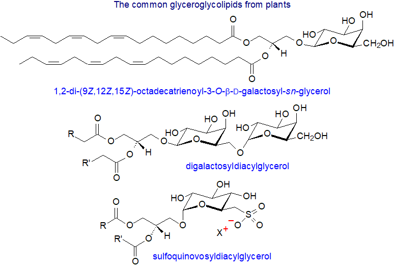 The common glyceroglycolipids of plants