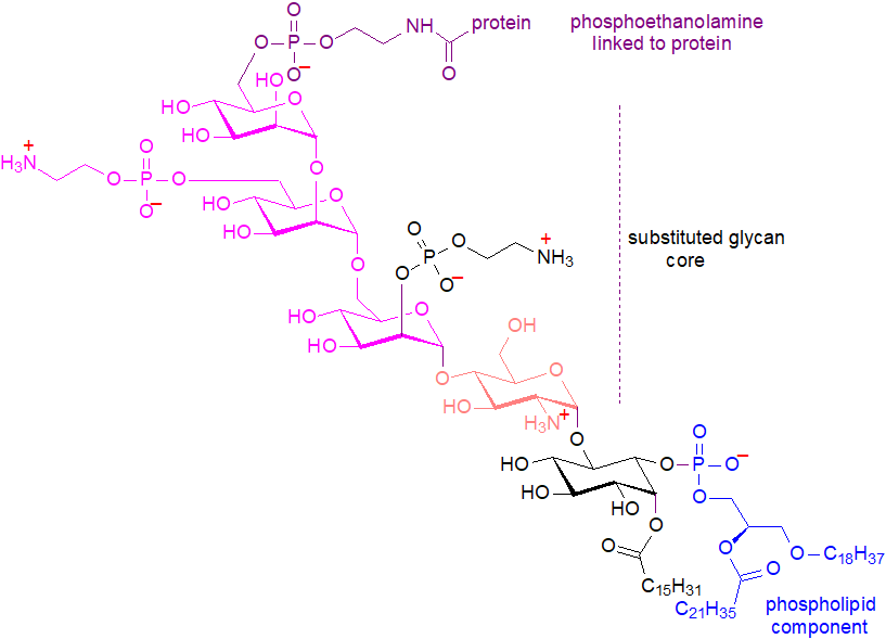 Structure of the GPI anchor for acetylcholinesterase from human erythrocytes