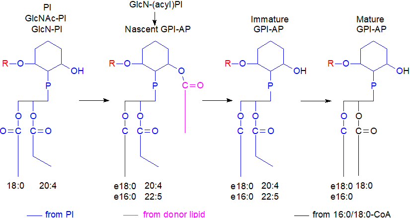 Biosynthesis of GPI-anchored proteins