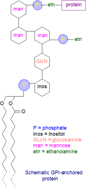 General formula for a GPI-anchored protein