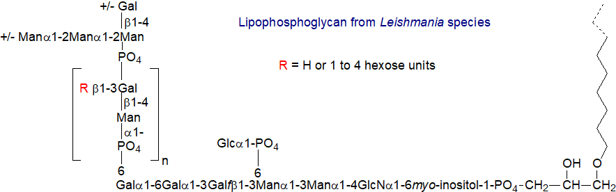 Structure of the lipophosphoglycans from Leishmania species