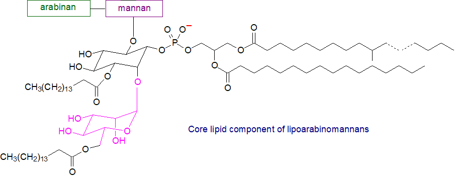 The core lipid structure of lipoarabinomannans