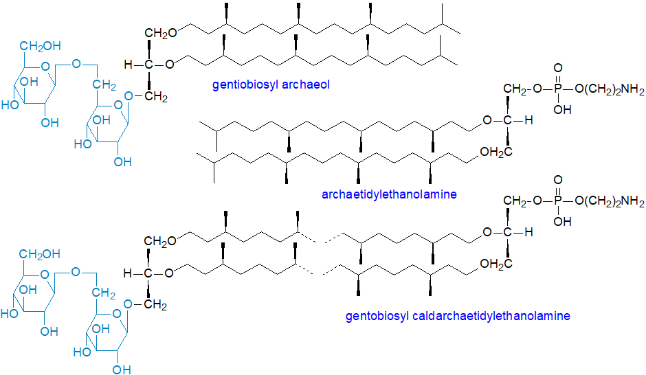 TSome complex lipids from Archaea