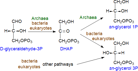 Biosynthesis of sn-glycerol-1-phosphate