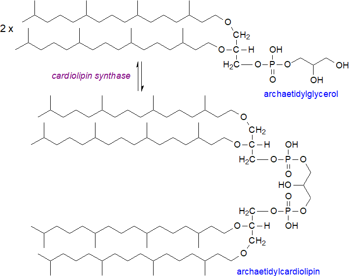 Biosynthesis of archaetidylcardiolipin