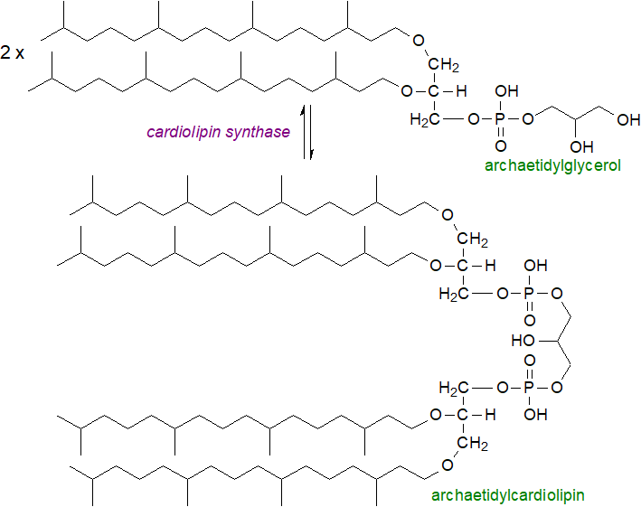 Biosynthesis of archaetidylcardiolipin