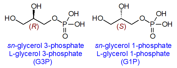 Stereochemistry of glycerol 1/3-phosphate