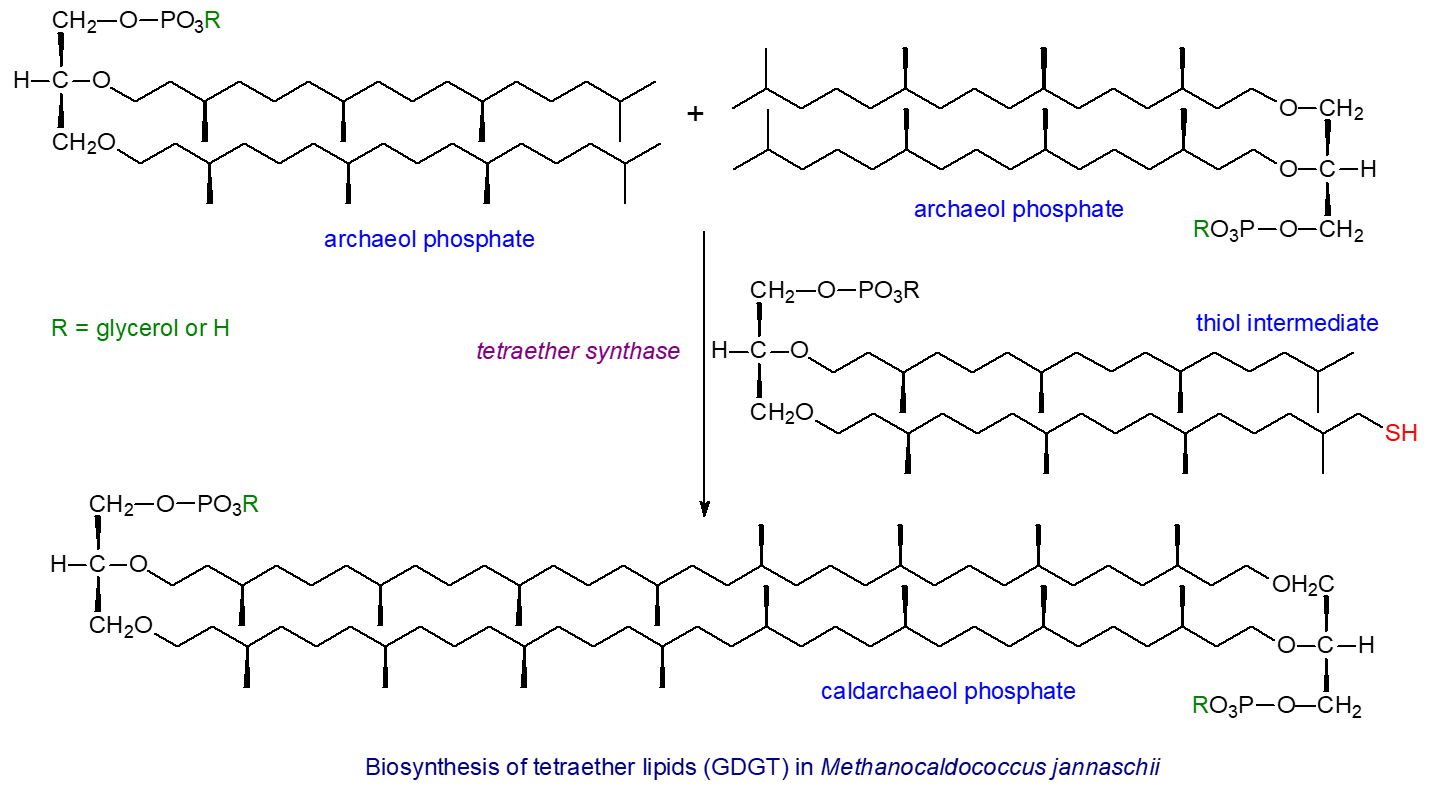Biosynthesis of glycerol dialkyl glycerol tetraethers