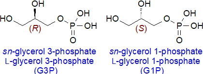 Stereochemistry of glycerol 1/3-phosphate