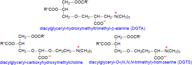 Formulae of the three main betaine lipids