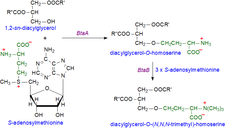 Biosynthesis of betaine lipids