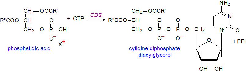 Biosynthesis of cytidine diphosphate diacylglycerol