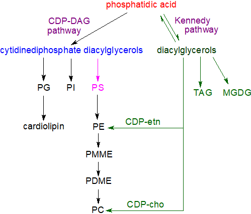 Phosphatidic acid metabolism