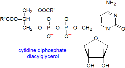 Structural formula of cytidine diphosphate diacylglycerol