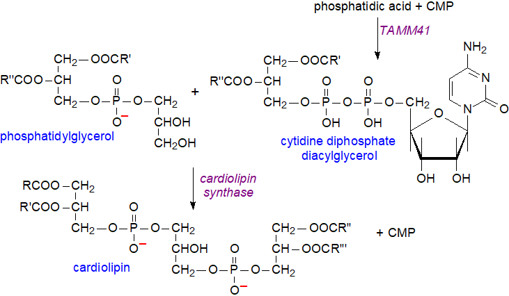 Biosynthesis of cardiolipin by the eukaryotic route