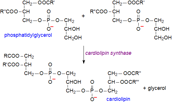 Biosynthesis of cardiolipin by the prokaryotic route