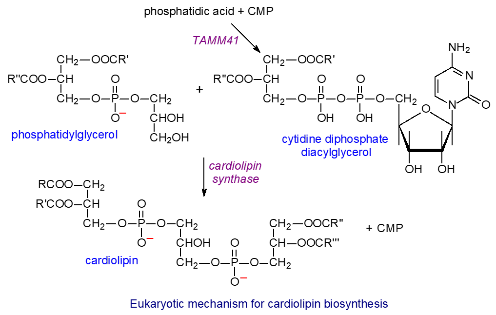 Biosynthesis of cardiolipin by the eukaryotic route
