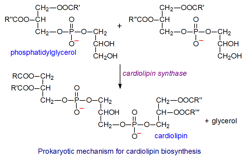 Biosynthesis of cardiolipin by the prokaryotic route