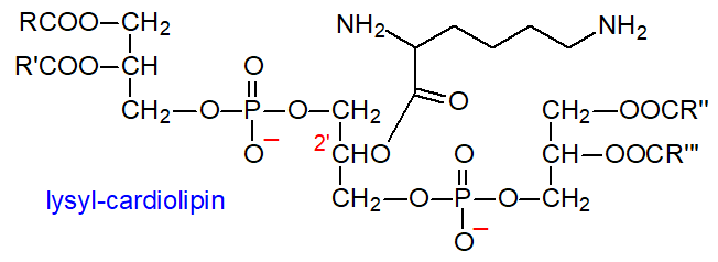 Structural formula for lysyl-cardiolipin