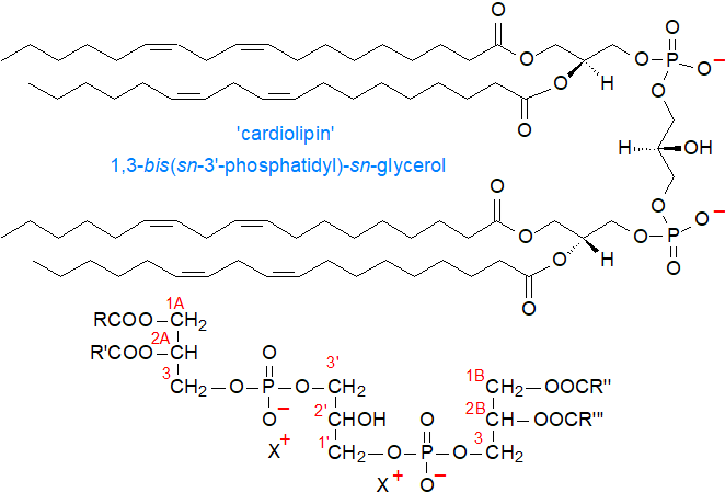 Structure of cardiolipin