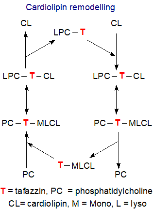 Remodelling of cardiolipin catalysed by tafazzin