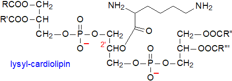 Structural formula for lysyl-cardiolipin