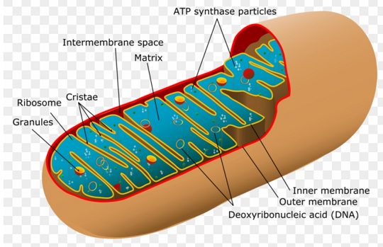 schematic mitochondrion