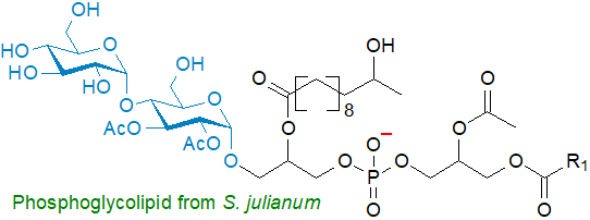 Phosphoglycolipid from S. julianum