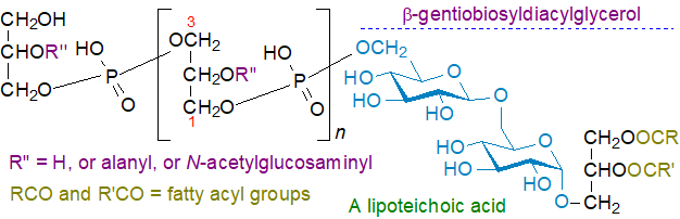 Formula of a lipoteichoic acid