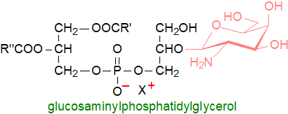 Formula of glucosaminylphosphatidylglycerol