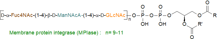 Formula of membrane protein integrase (MPIase)