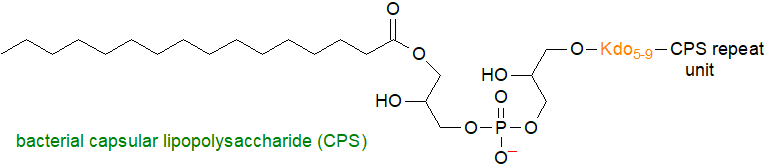 Formula of a bacterial capsular lipopolysaccharide