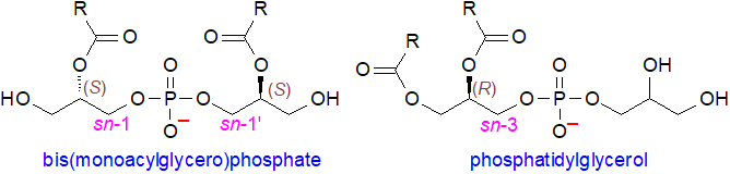 Structural comparison of bis(monacylglycero)phosphate and phosphatidylglycerol