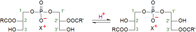 Possible isomerization of bis(monacylglycero)phosphate