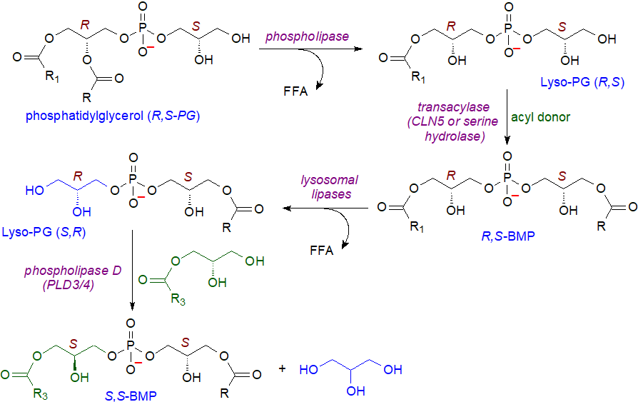 Biosynthesis of bis(monacylglycero)phosphate